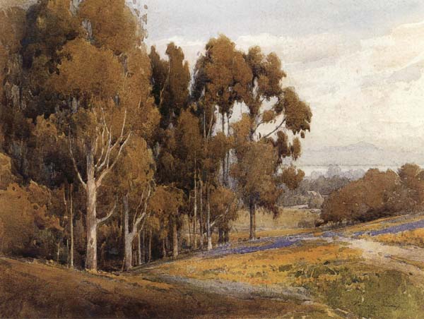 A Grove of Eucalyptus in Spring